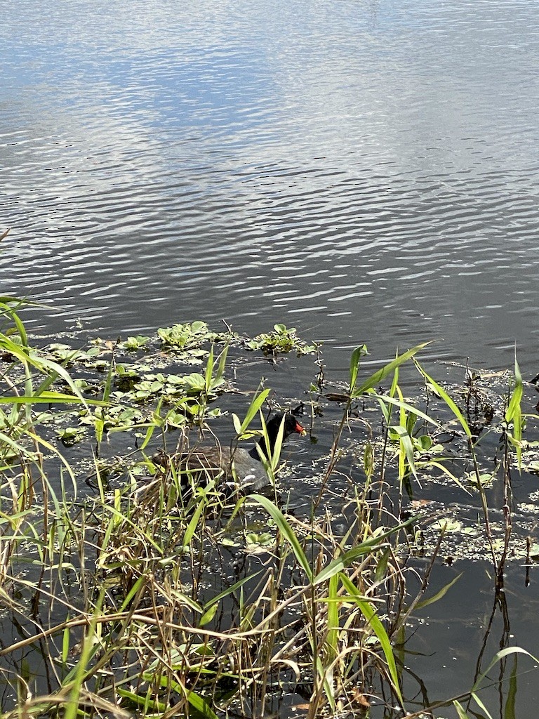 Курочка латиноамериканська - ML645350722