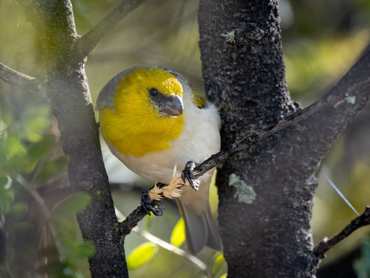 Palila - ML645350734