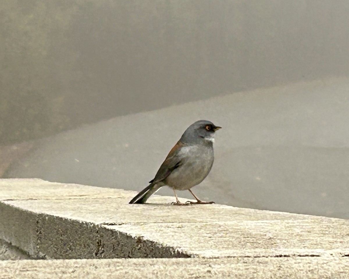 Yellow-eyed Junco - ML645350736