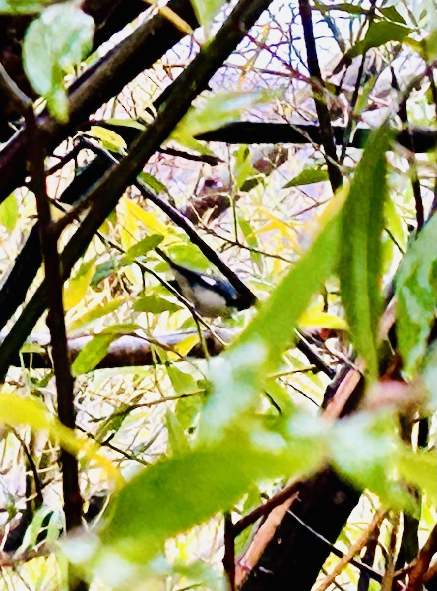 Mavi Sırtlı Ötleğen - ML645350742