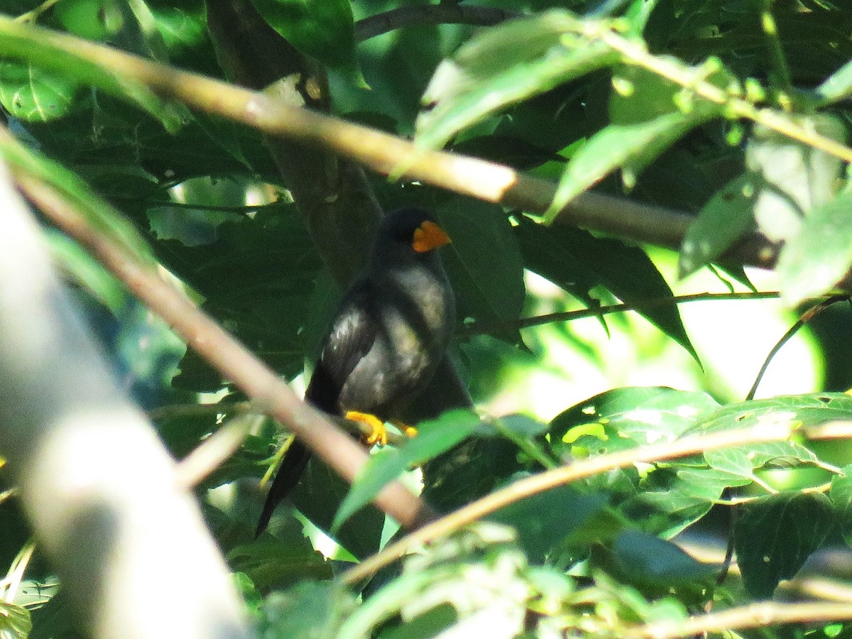 Scissirostre des Célèbes - ML645350747