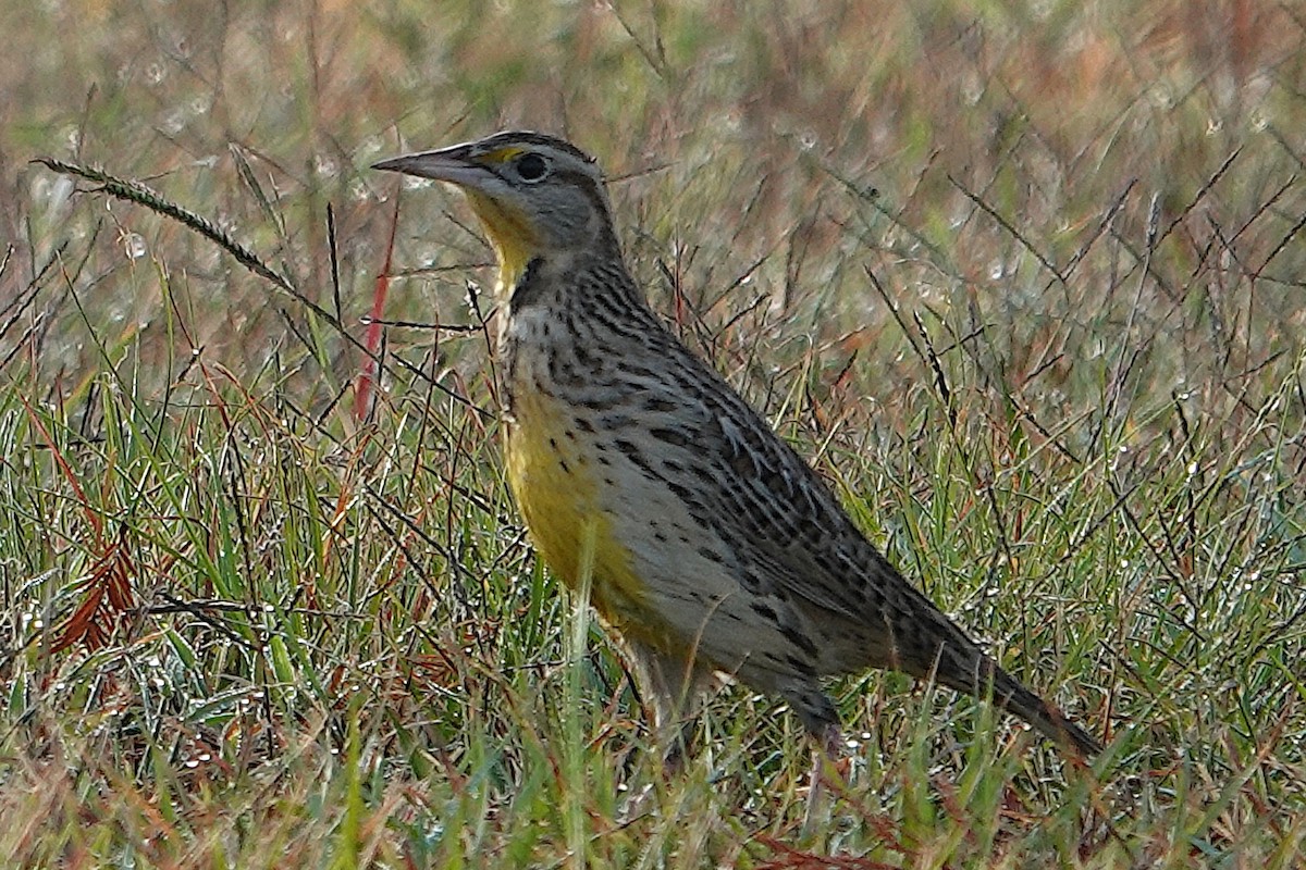 Western Meadowlark - ML645350749