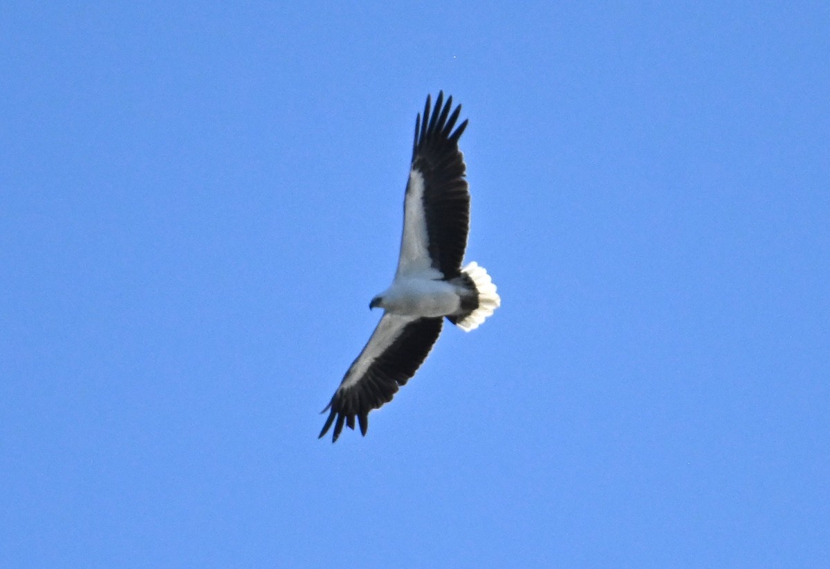 White-bellied Sea-Eagle - ML645350756