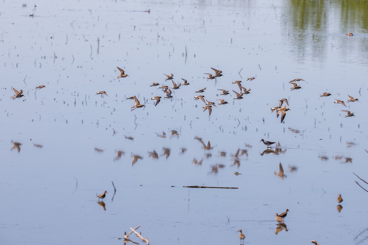 Бонапартов песочник - ML645350765