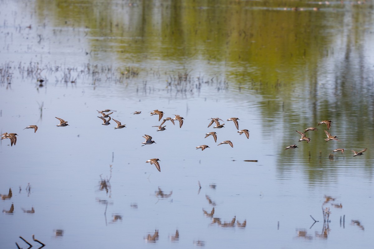 Бонапартов песочник - ML645350766
