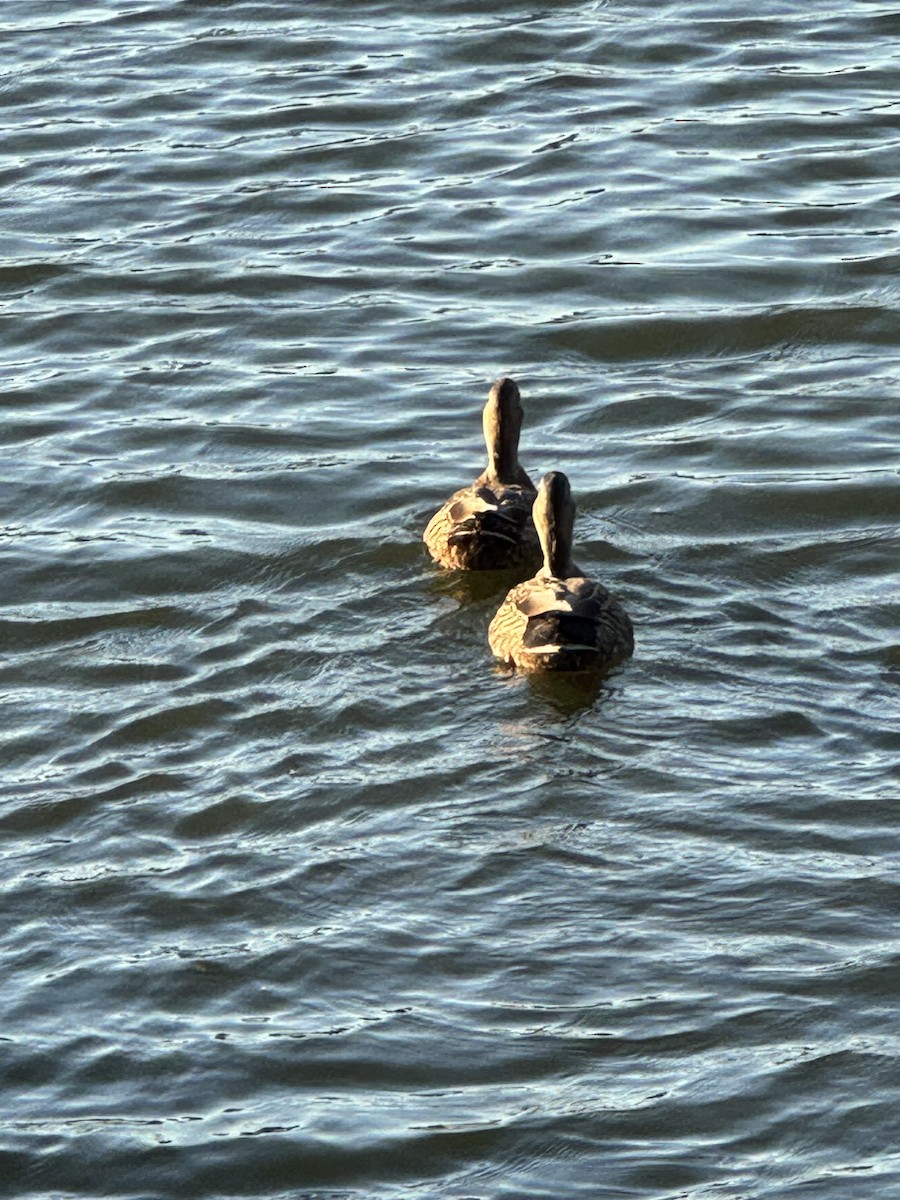 雑種 マガモ ｘ マダラガモ - ML645350767