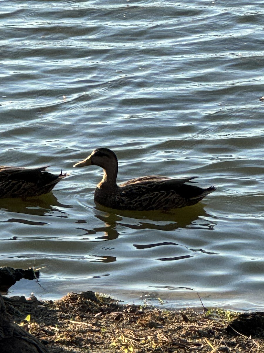 雑種 マガモ ｘ マダラガモ - ML645350768