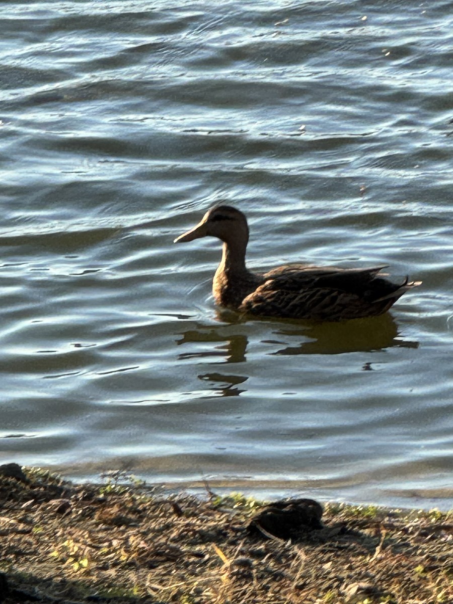 雑種 マガモ ｘ マダラガモ - ML645350769