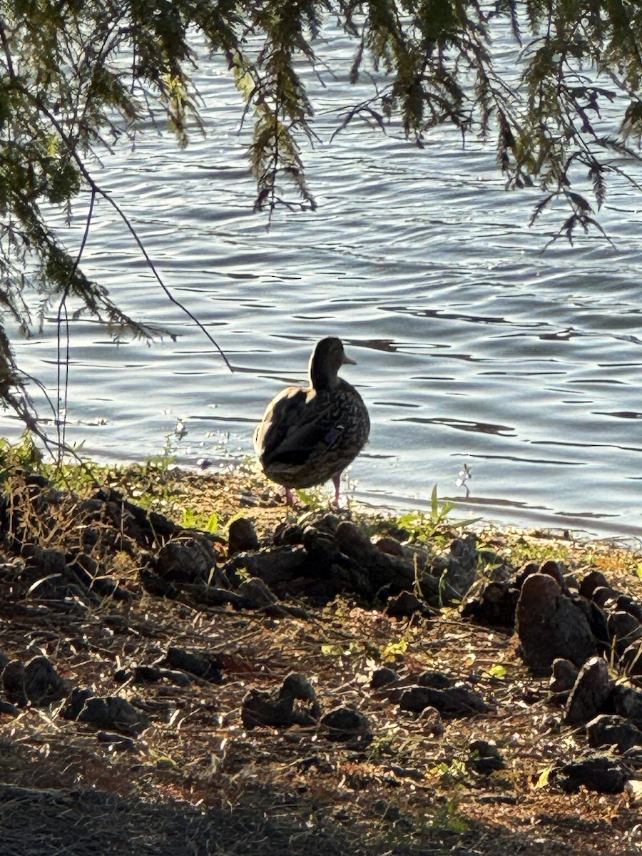 雑種 マガモ ｘ マダラガモ - ML645350772