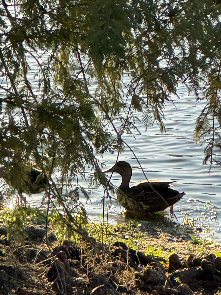 雑種 マガモ ｘ マダラガモ - ML645350773