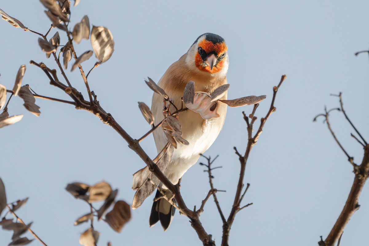 stehlík obecný - ML645350774