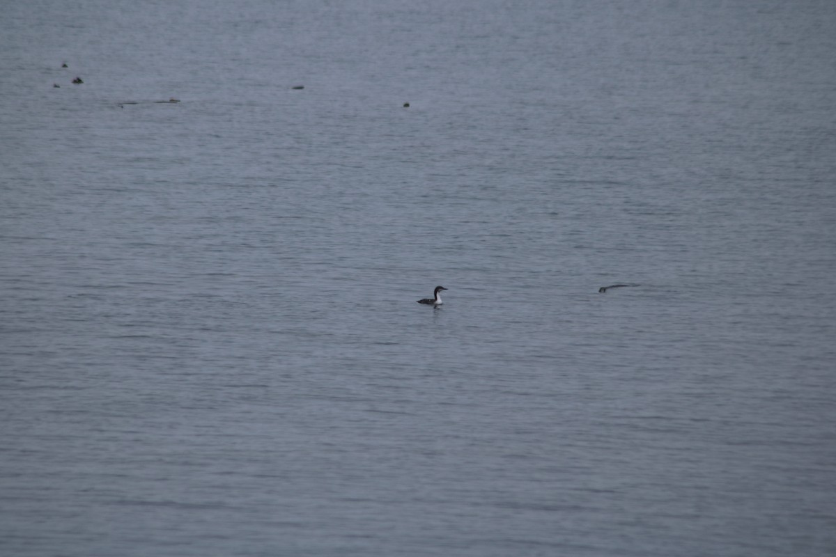 太平洋潛鳥 - ML645350784