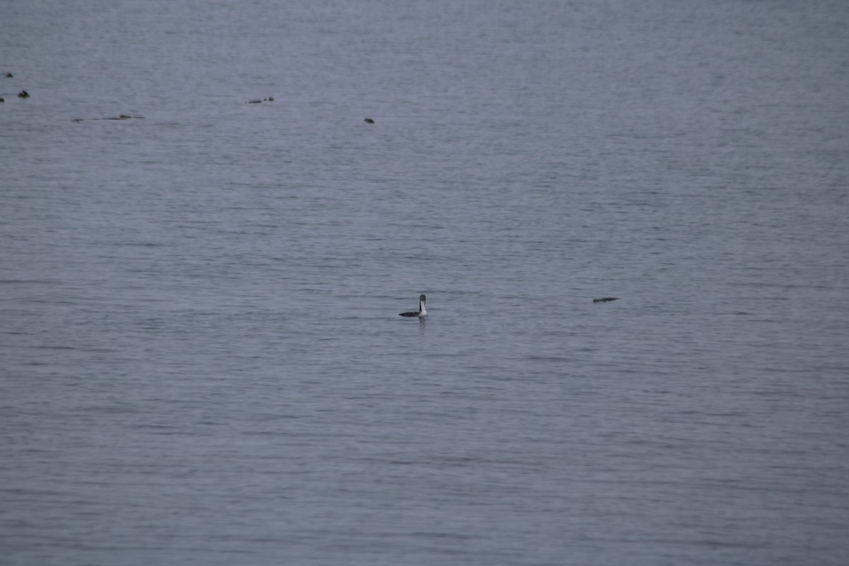 太平洋潛鳥 - ML645350787