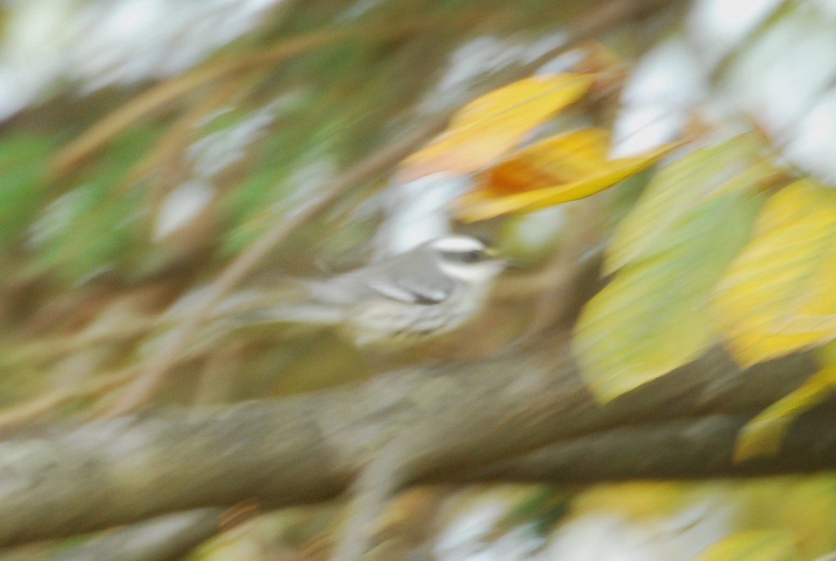 Black-throated Gray Warbler - ML645350790