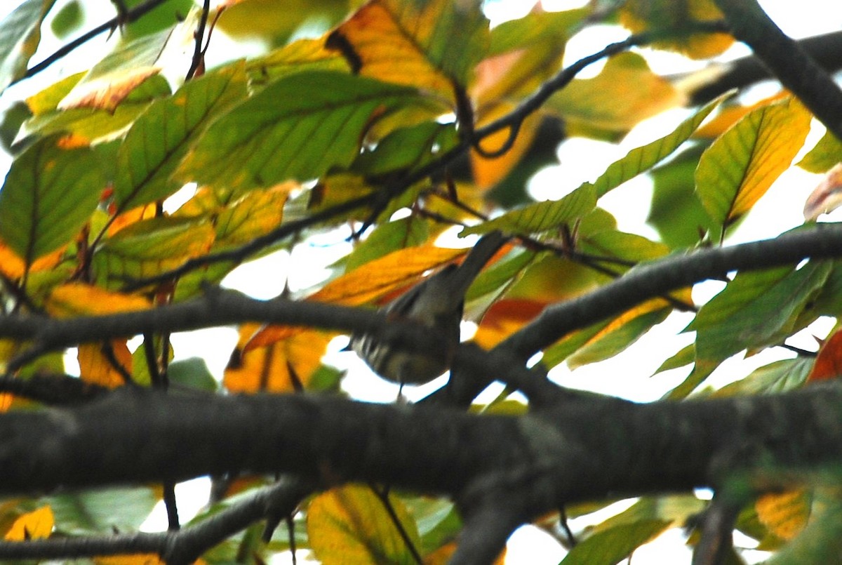 Black-throated Gray Warbler - ML645350791