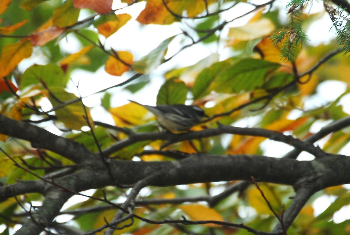 Black-throated Gray Warbler - ML645350792