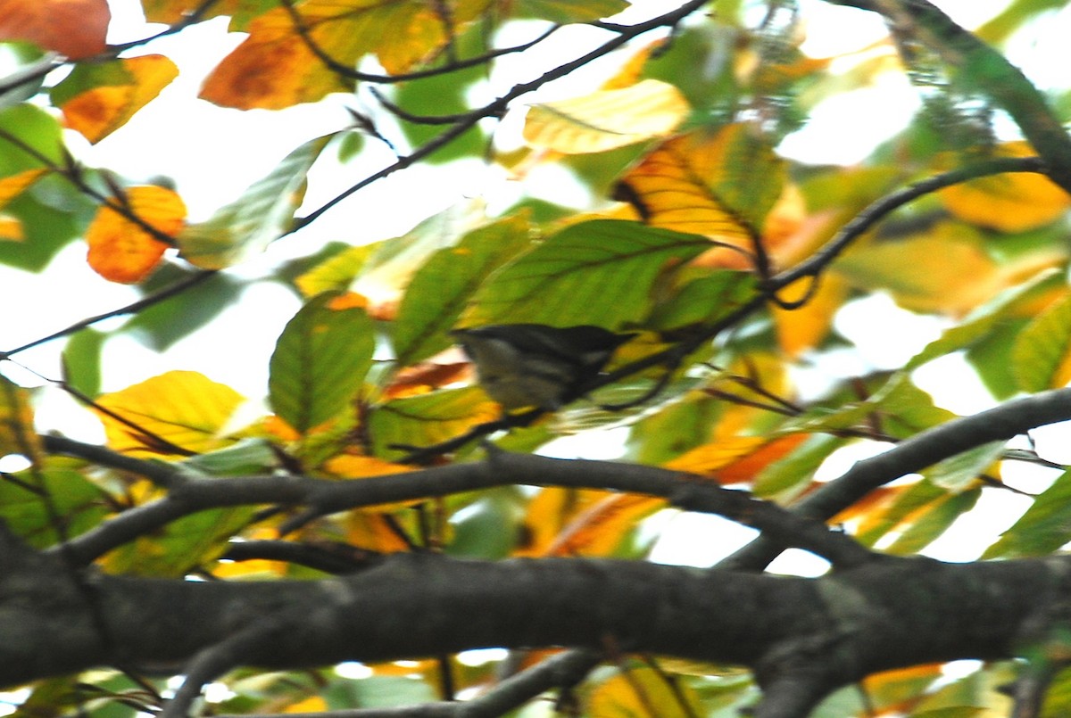 Black-throated Gray Warbler - ML645350793