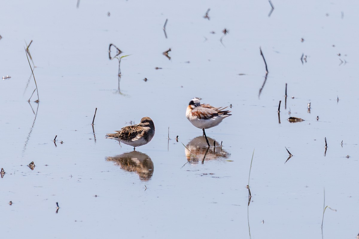 lyskonoh dlouhozobý - ML645350804