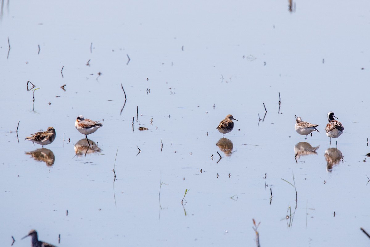 lyskonoh dlouhozobý - ML645350805