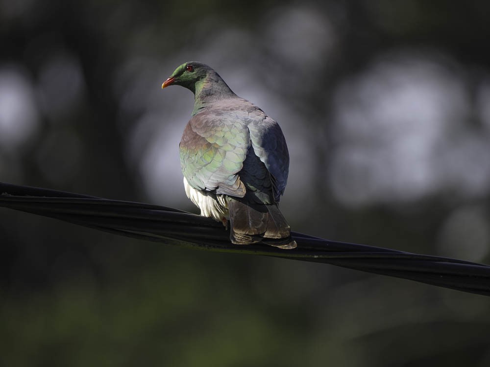 New Zealand Pigeon - ML645350806