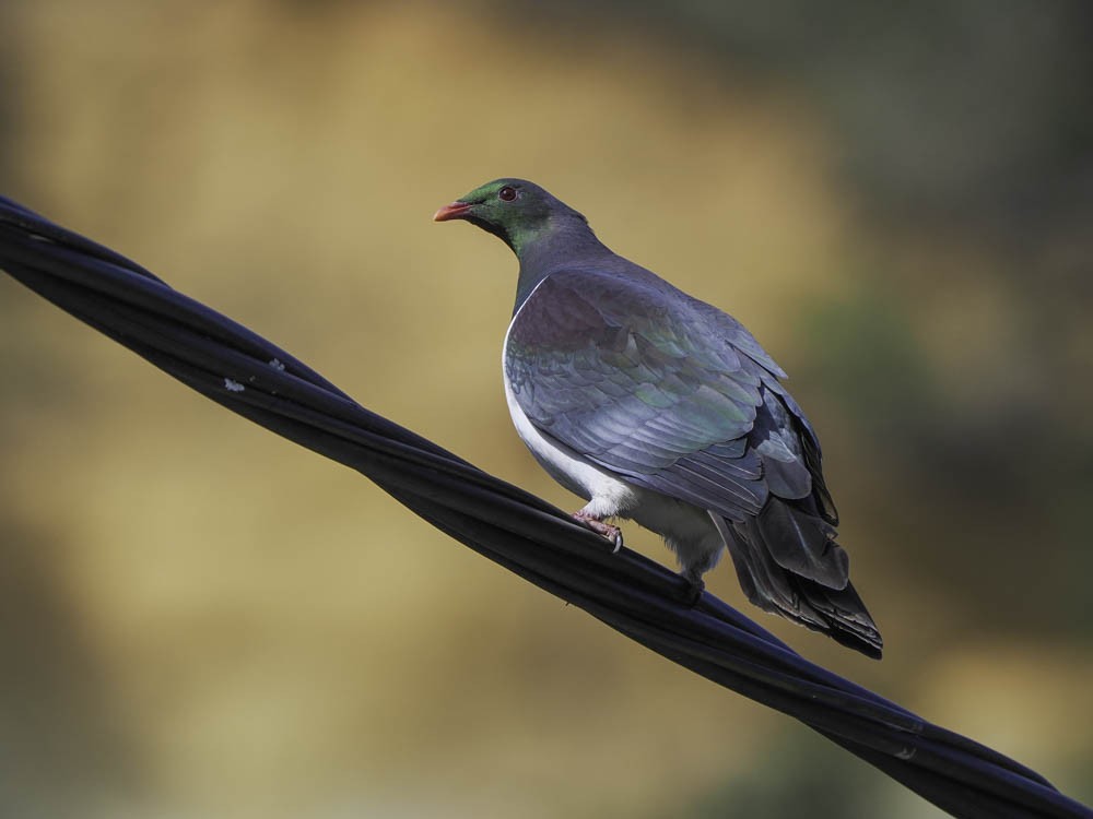 New Zealand Pigeon - ML645350807