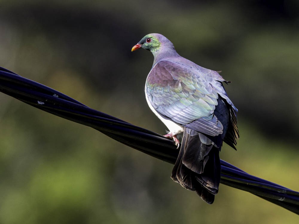 New Zealand Pigeon - ML645350808