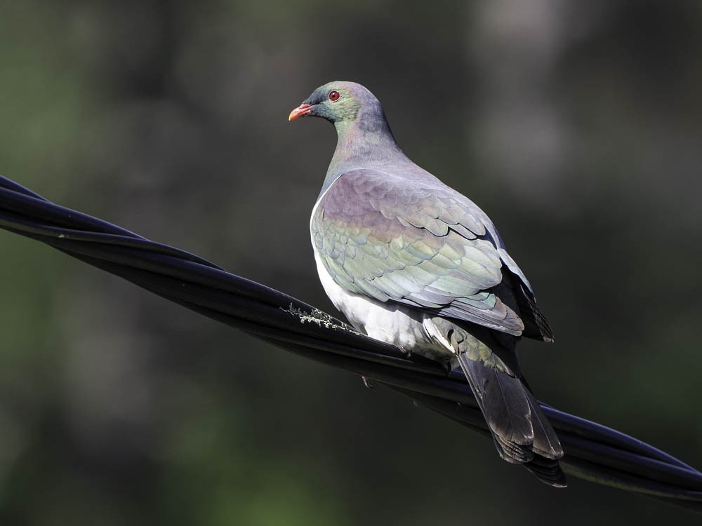 New Zealand Pigeon - ML645350809