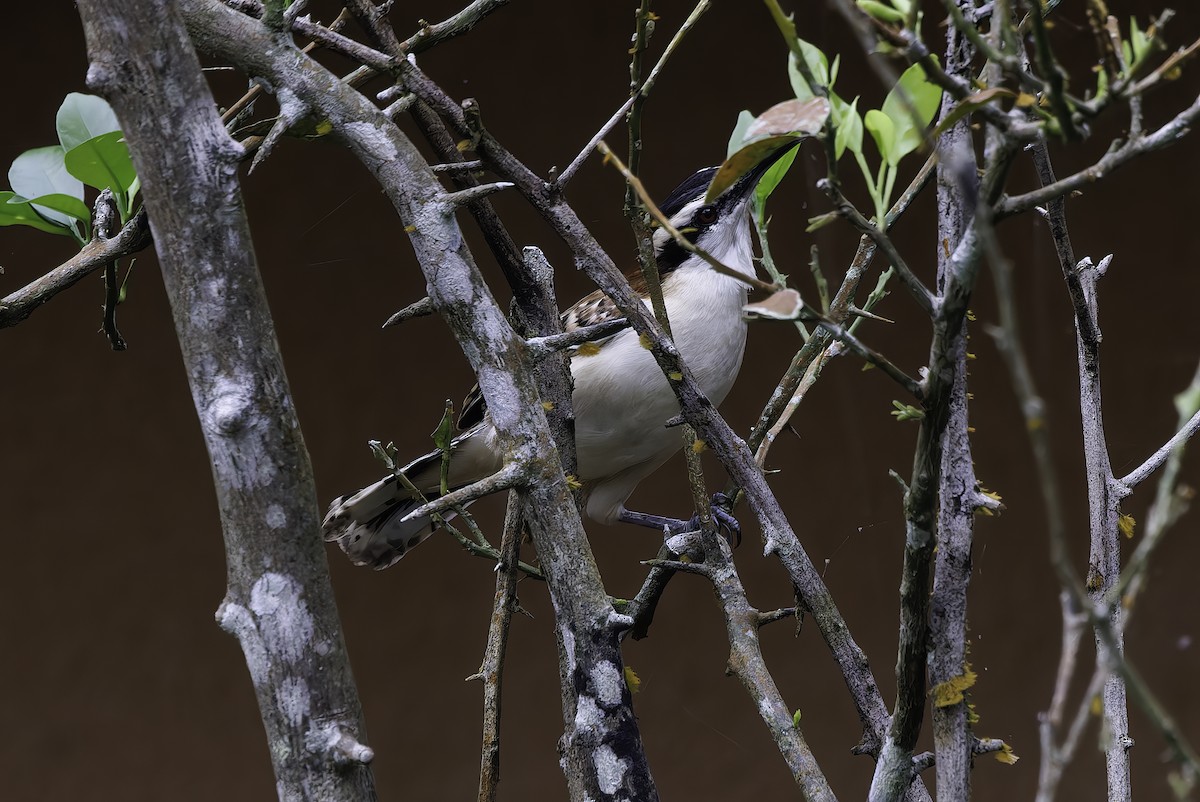 Rufous-backed Wren - ML645350824