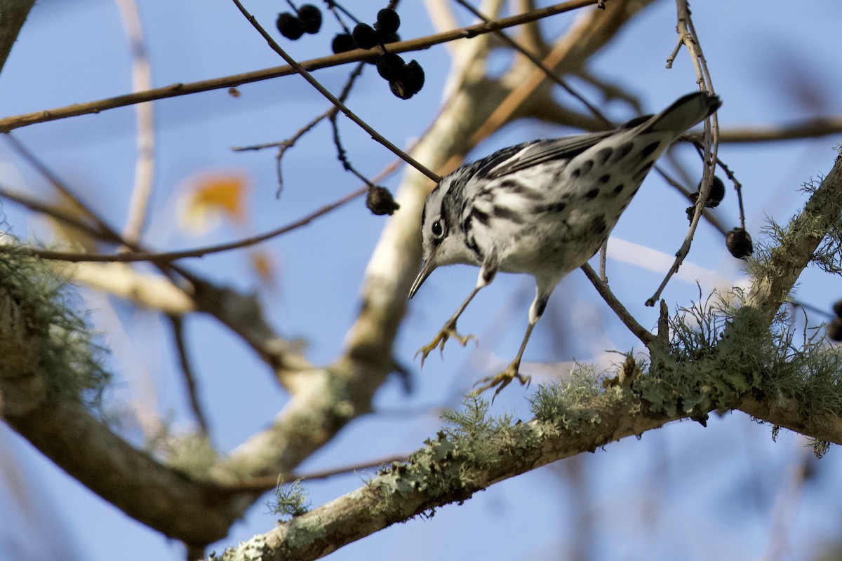 Black-and-white Warbler - ML645350829