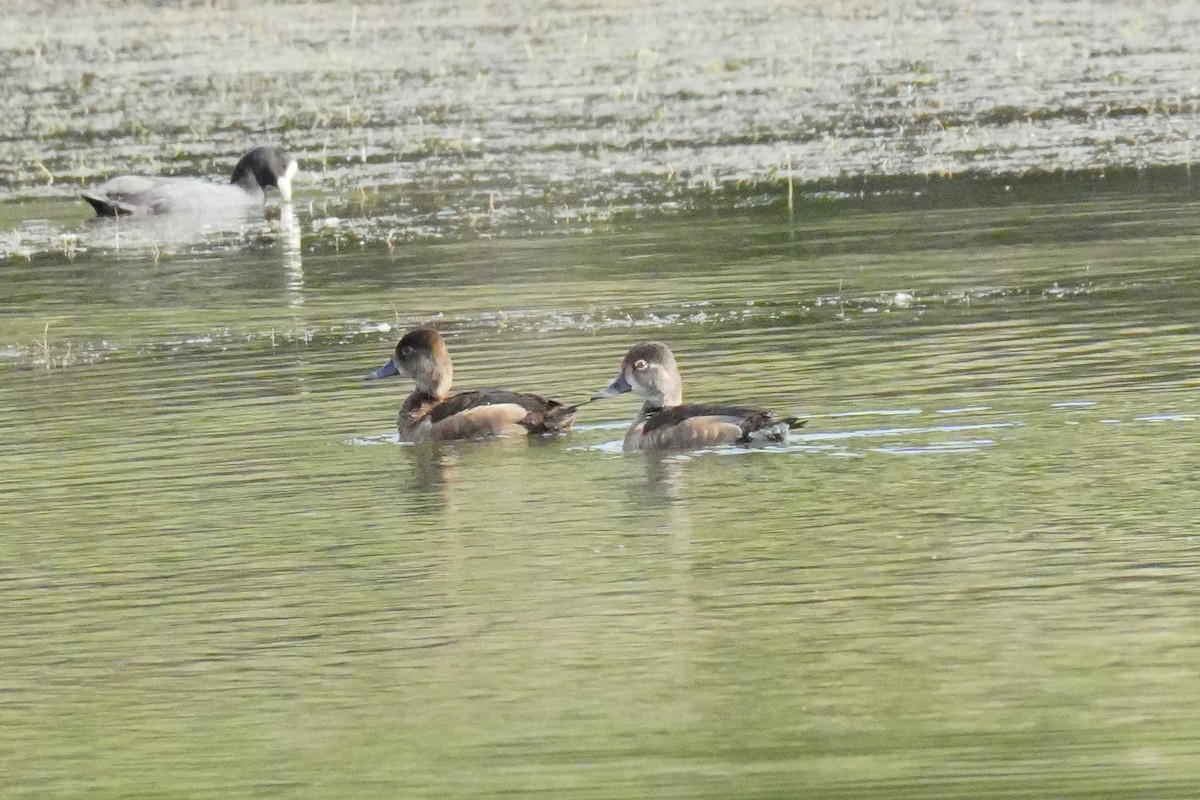 Ring-necked Duck - ML645350841