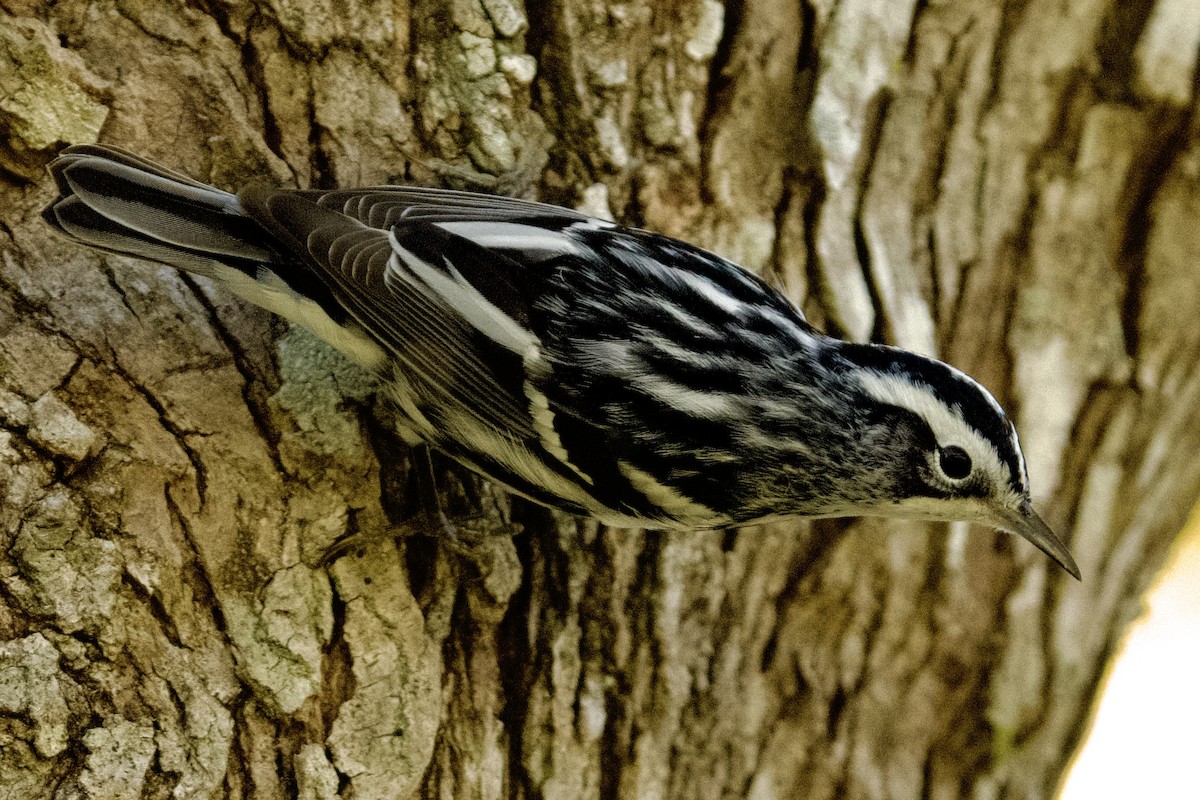 Black-and-white Warbler - ML645350845