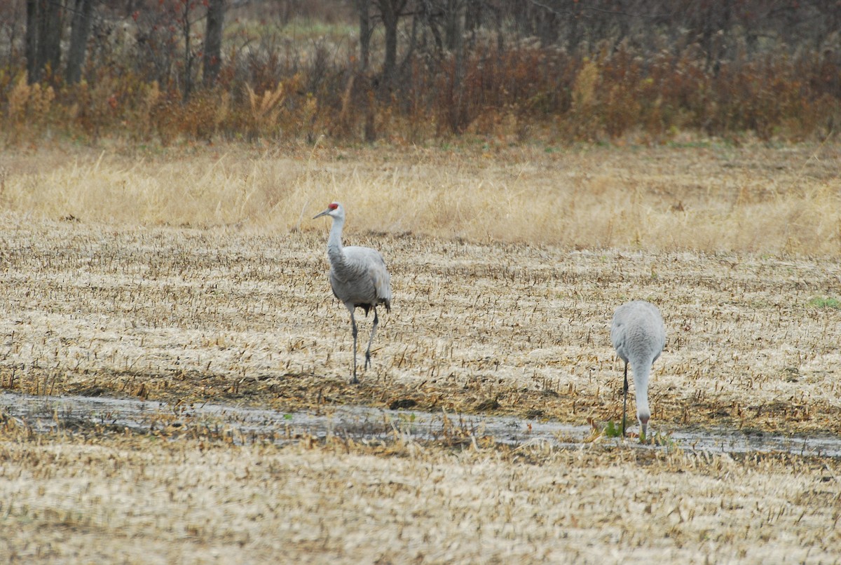 沙丘鶴 - ML645350855