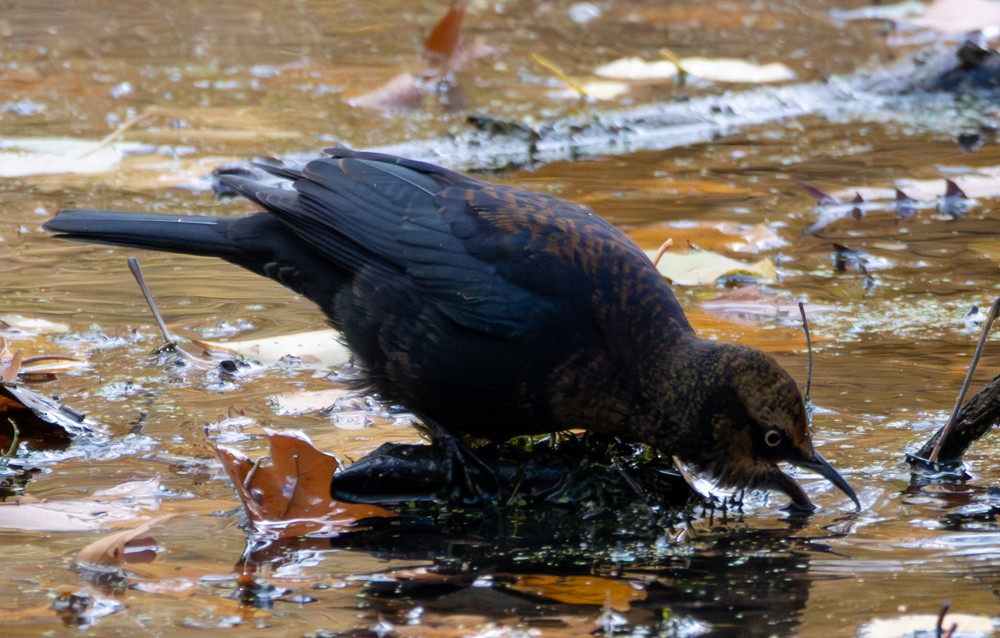 Rusty Blackbird - ML645350857