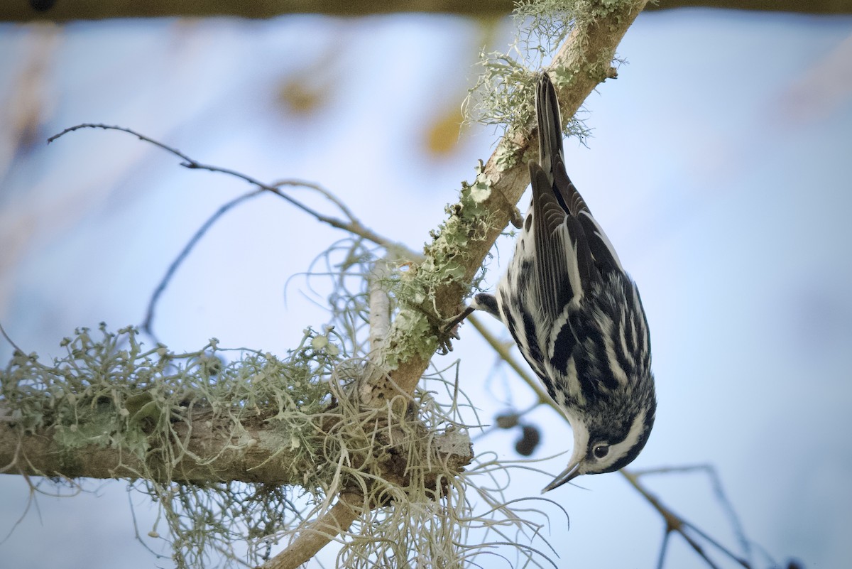 Black-and-white Warbler - ML645350859