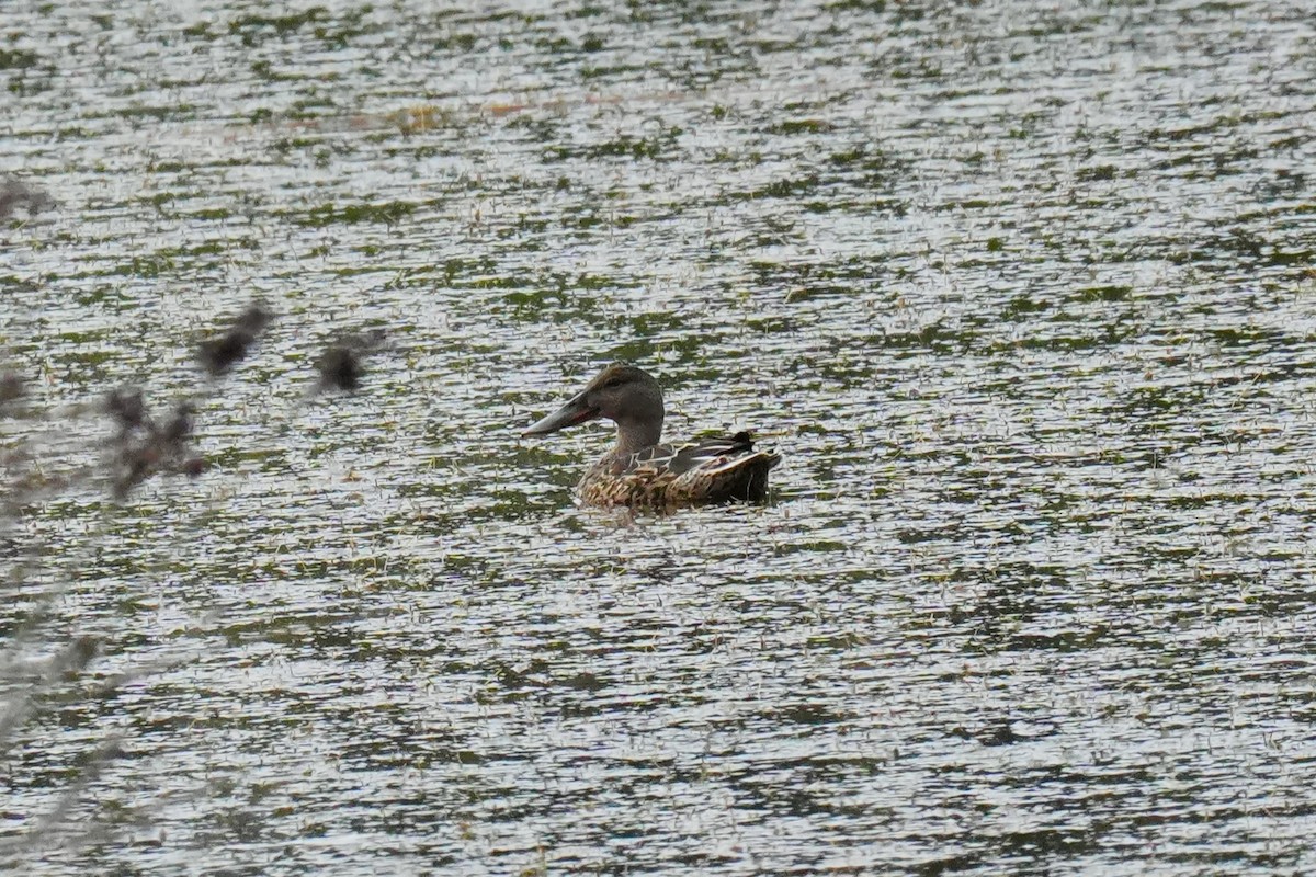 Northern Shoveler - ML645350865