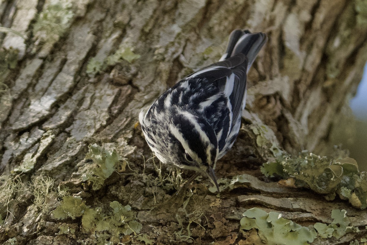 Black-and-white Warbler - ML645350867
