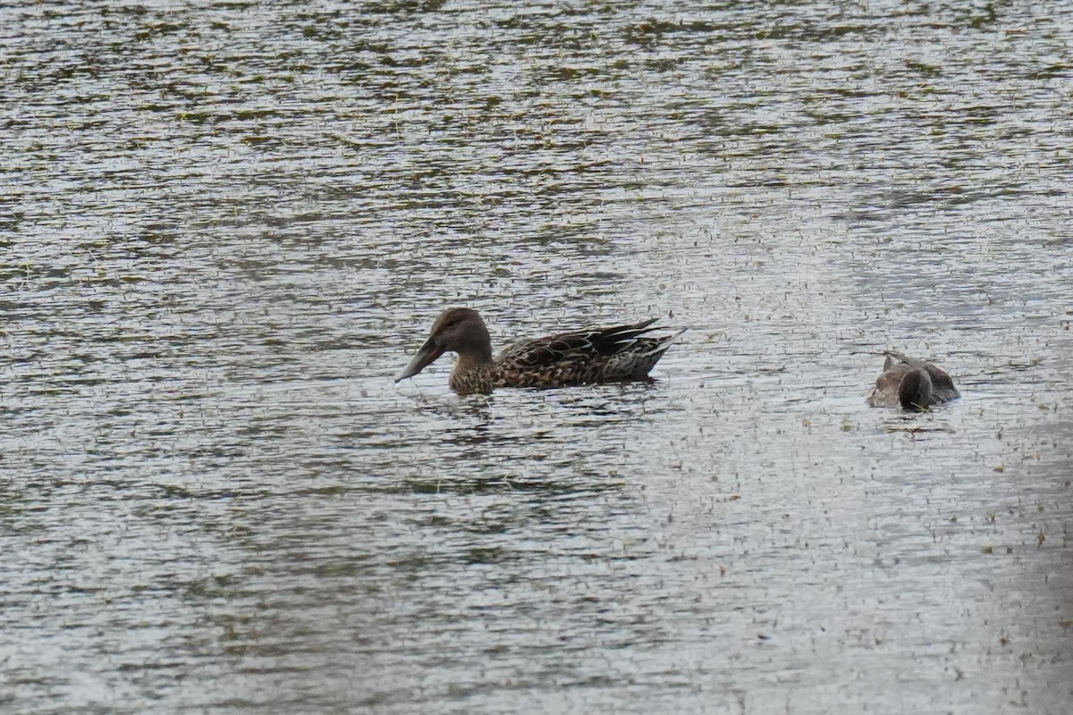 Northern Shoveler - ML645350868
