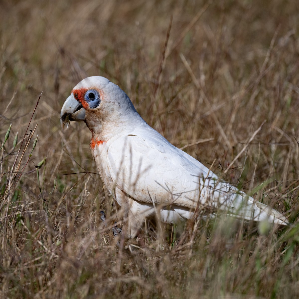 Long-billed Corella - ML645350870