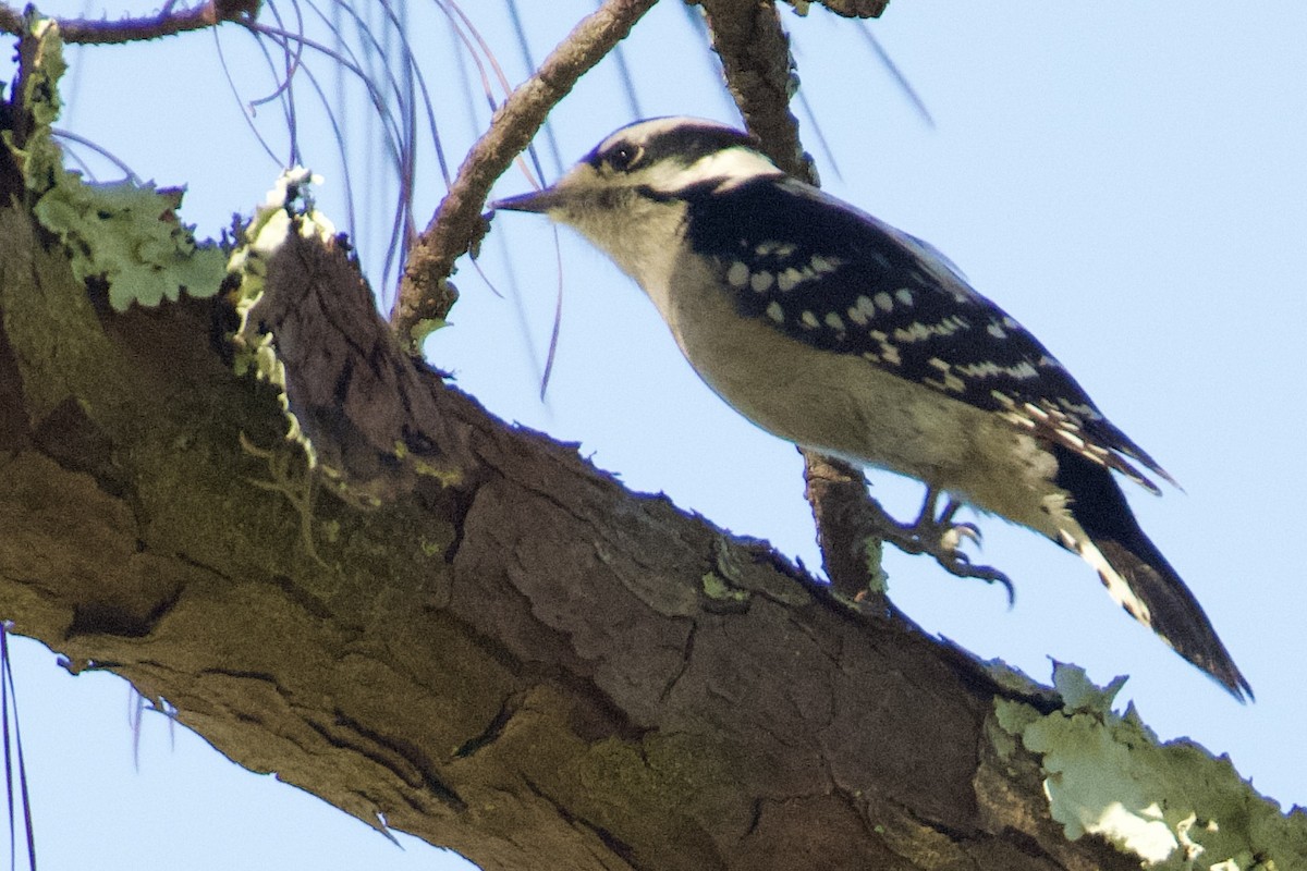 Downy Woodpecker - ML645350898