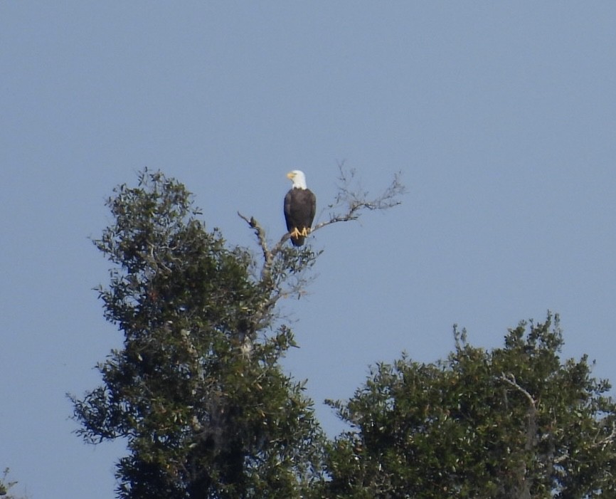 Белоголовый орлан - ML645350900