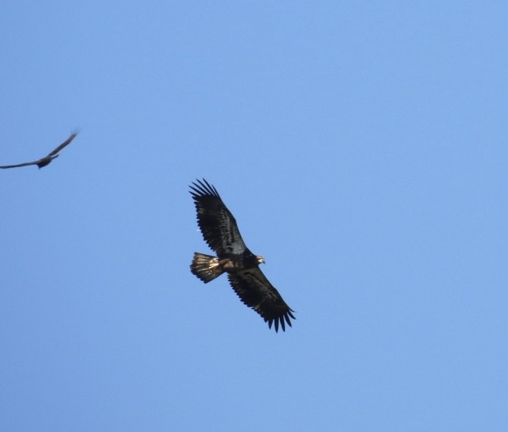 Белоголовый орлан - ML645350901