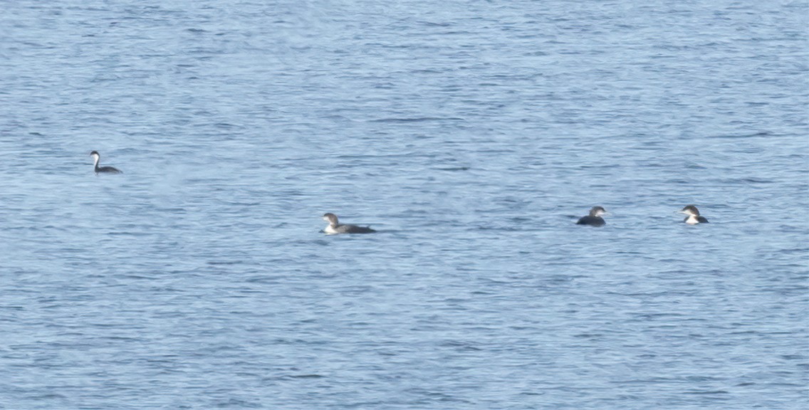 Western Grebe - ML645350903