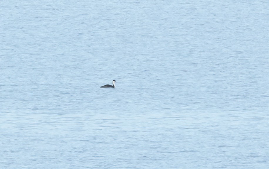 Western Grebe - ML645350904