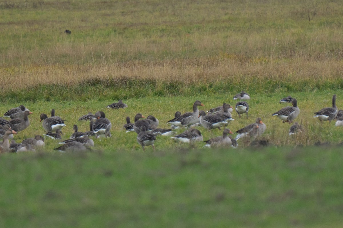 灰雁 - ML645350914