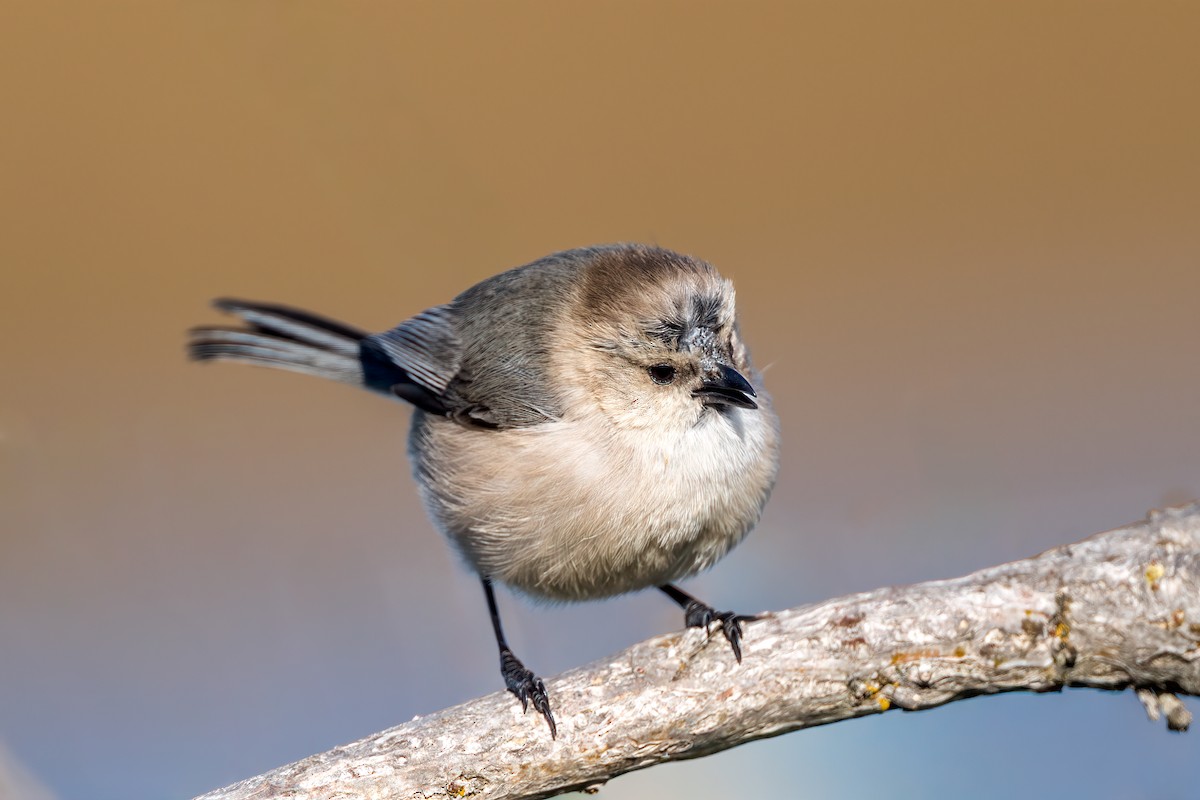 Bushtit - ML645350941
