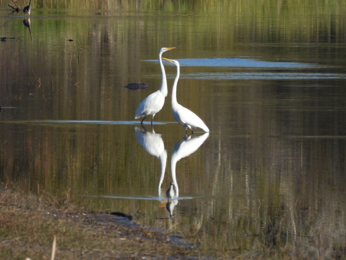 volavka bílá - ML645350954