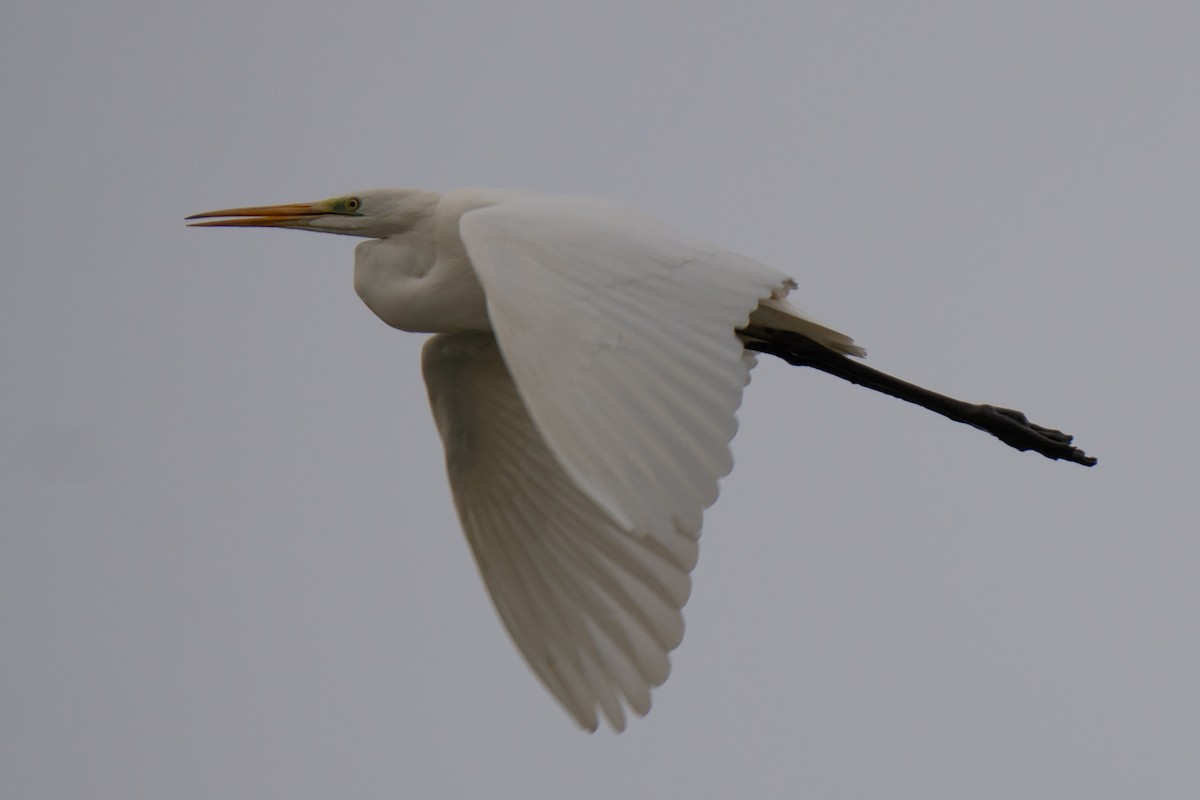 volavka bílá - ML645350984