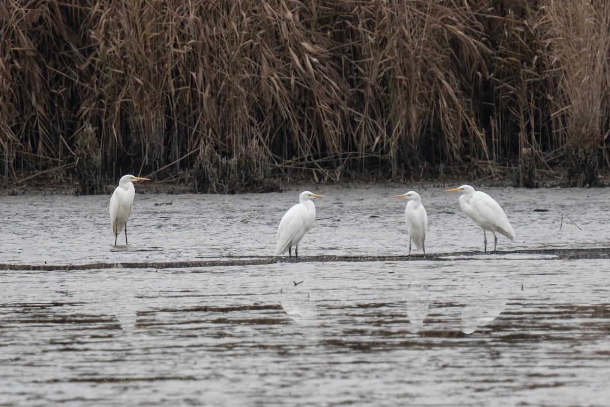 volavka bílá - ML645350987