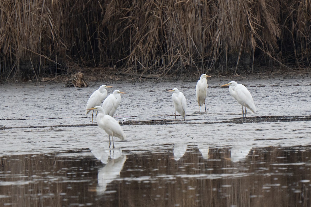 volavka bílá - ML645350988