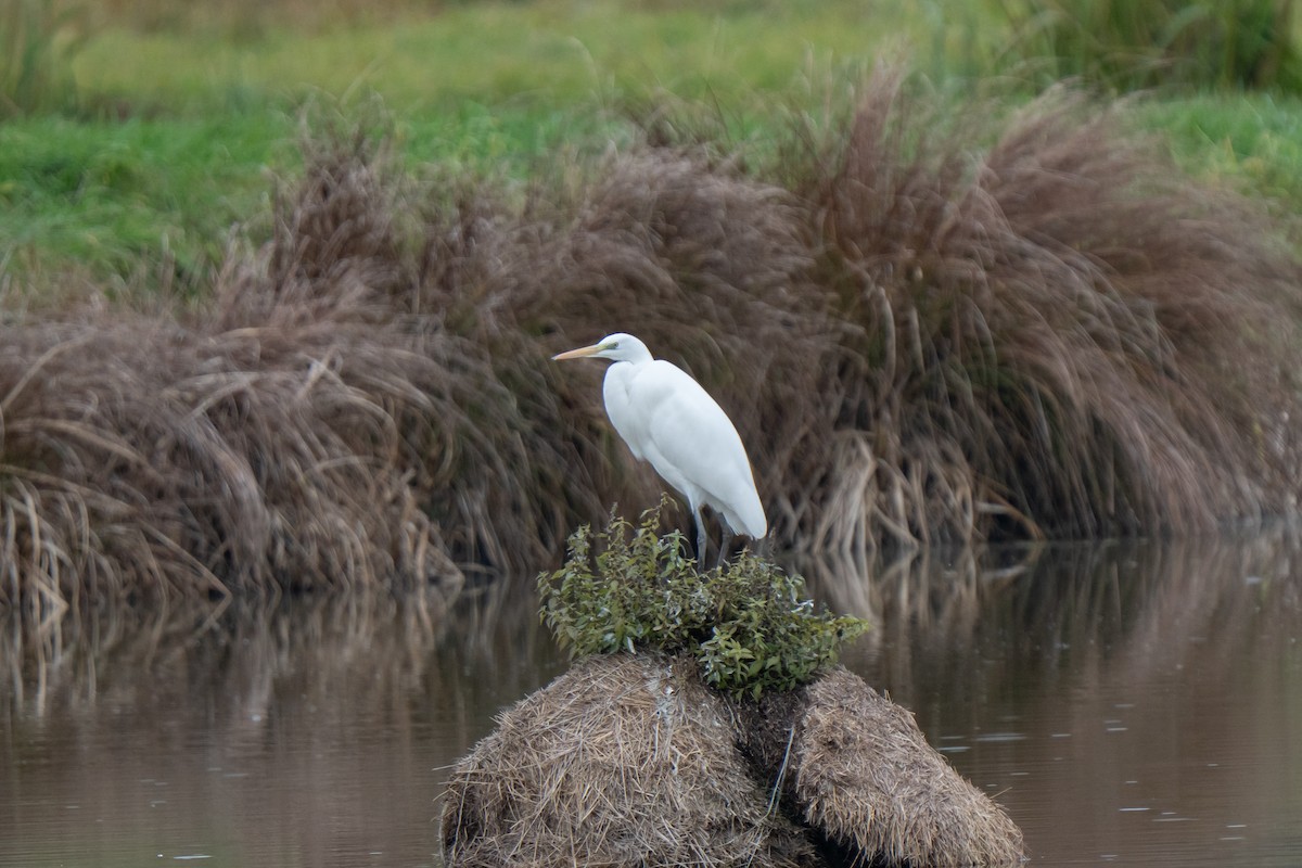 volavka bílá - ML645350989